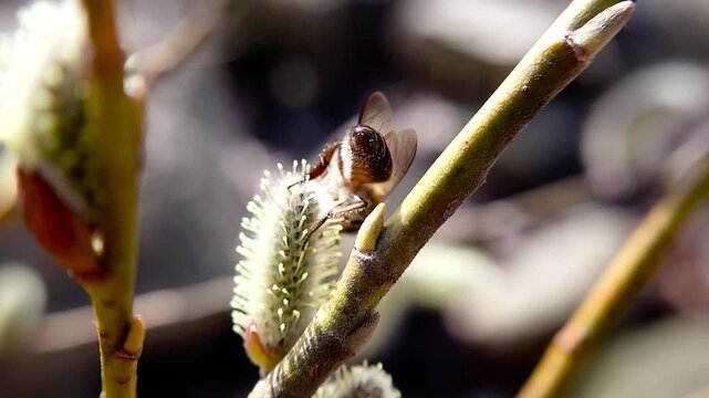 한국,곤충,벌,토종벌,꽃,Korea, insect, bee, indigenous bee, flower