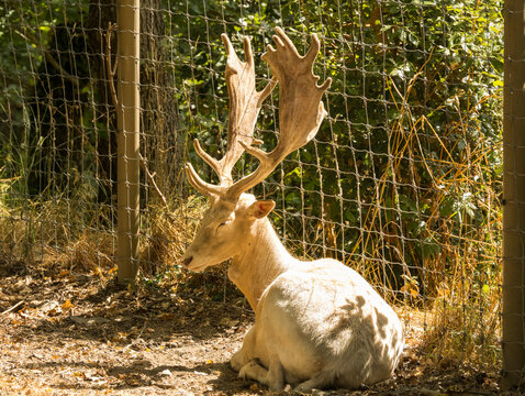 daim