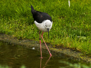 Avocette &eacute;l&eacute;gante