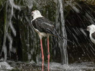Avocette &eacute;l&eacute;gante