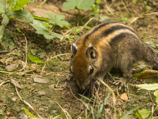 Ecureuil ray&eacute; de Swinhoe