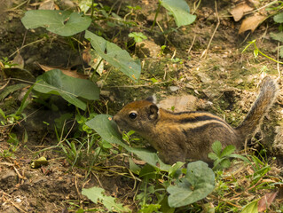 Ecureuil ray&eacute; de Swinhoe