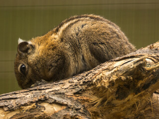 Ecureuil ray&eacute; de Swinhoe