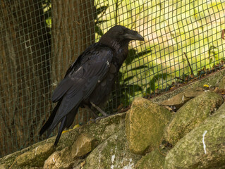 Grand corbeau © Ludovic