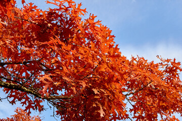 Branches Galore of Red Leaves