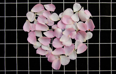 Beauitful soft pink and white rose petals on dark grid background