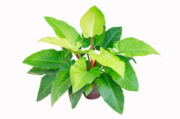 Beautiful leaves Philodendron on white background