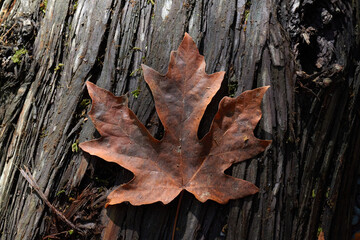 Brown Maple Leaf Over Wood