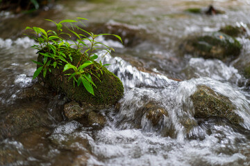 small trees leaves or little plant with moss growing on stone and waterfall stream to clear water motion flow in green garden or forest on nature at Ka Teng Cheng Khao Laem National Park for landscape