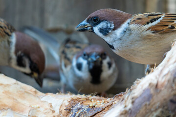 冬の庭の賑やかな食事風景。エサ箱の止まり木に集まる可愛いスズメたちのクローズアップ