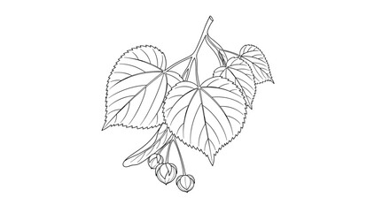 Delicate black and white botanical line drawing of a linden tree branch, featuring its characteristic heart-shaped leaves and clusters of flowers.