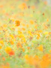秋の公園や花壇を彩るキバナコスモスのある風景。自然風景素材。雨上がりの水滴とふんわりボケたアウトフォーカスの背景。心象風景。縦構図