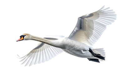 Obraz premium Majestic White Swan in Flight Against White Sky