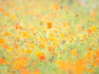 秋の公園や花壇を彩るキバナコスモスのある風景。自然風景素材。雨上がりの水滴とふんわりボケたアウトフォーカスの背景。心象風景。