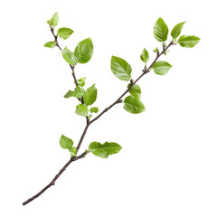Naklejka premium Isolated Green Branch With Small Leaves And Delicate Twig Showing Natural Growth Against Transparent Background