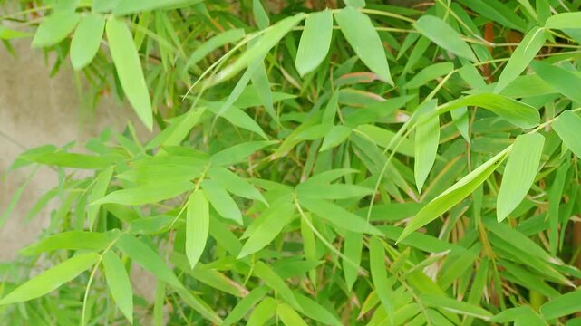 Bamboo leves background, green leaf wind blowing nature forest field growth beauty spring foliage herb summer tropical