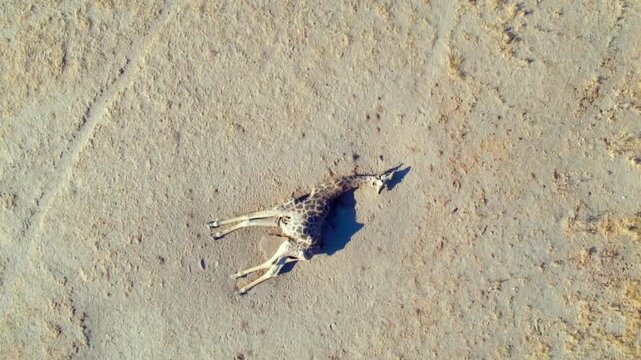 Giraffes roam freely in the Okavango Delta. The landscape shows animal tracks and traces of wildlife. Experience nature and wildlife in their natural setting.