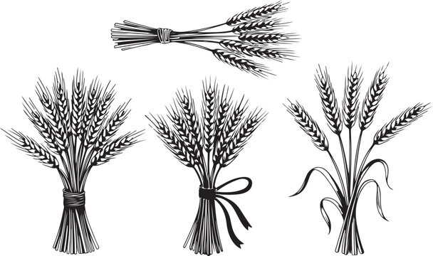 Collection of wheat stalks in various bundles and styles, hand-drawn vector illustration on transparent background