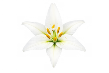 Lily flower symbolizing purity and innocence, with white petals and yellow stamen on transparent background