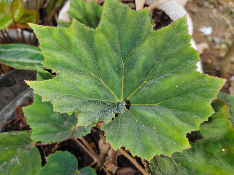 close up of Begonia ricini folium plant leaves