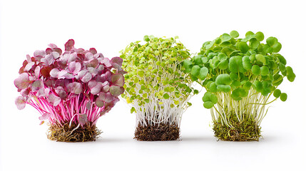 Colorful microgreens showcased on a white background