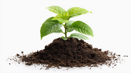 Small plant growing from dark soil on white background