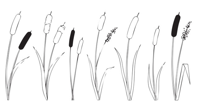 Monochrome illustration of tall cattail grasses with fluffy seed heads in a row.