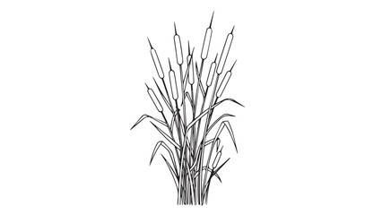 Elegant monochrome sketch of tall ornamental grasses in a cluster.