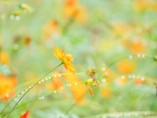 秋の公園や花壇を彩るキバナコスモスのある風景。自然風景素材。雨上がりの水滴とふんわりボケたアウトフォーカスの背景。心象風景。