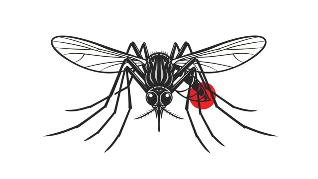 Mosquito feeding on blood disease vector insect bite.