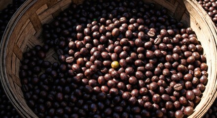 A basket of dark roasted coffee beans, with a single yellow bean, in sunlight
