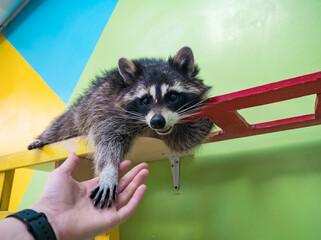 Raccoon paw rests gently on a person's open palm, creating a moment of connection in captivity © Evgenii Bakhchev