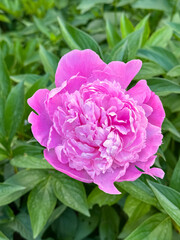 Pink Double Peony Bloom in Garden Foliage