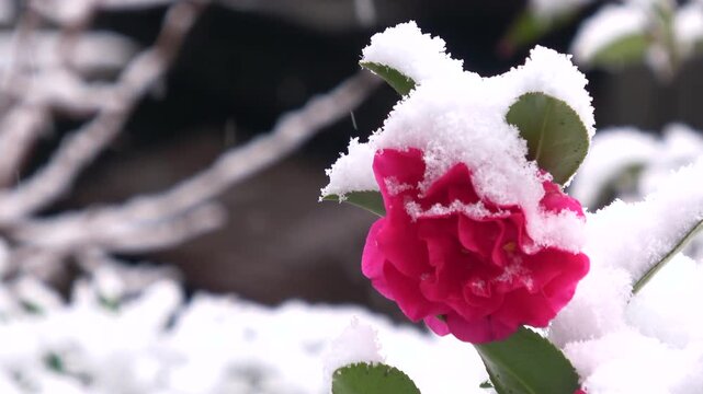 降り積もる雪とサザンカの花のクローズアップ  山茶花  4K