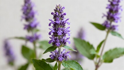 Anise Hyssop herb blooming close-up 