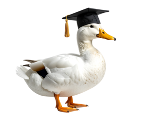 A white duck wearing a black graduation cap, symbolizing academic success and cleverness.