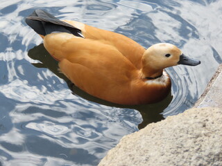 池を泳ぐ鳥のアカツクシガモ