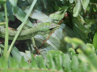 草が生い茂った場所で暮らす一匹の緑色のミヤコカナヘビ