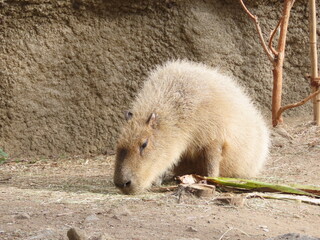 Obraz premium 飼育されたカピバラのアップ