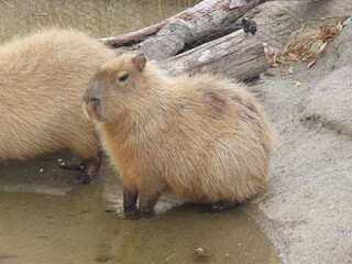 飼育されたカピバラのアップ