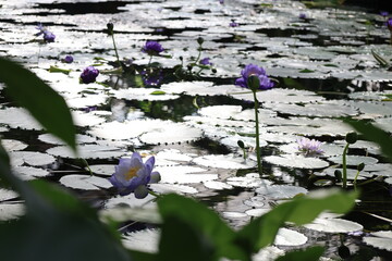水面に浮かぶ紫色のスイレンの花
