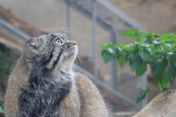 飼育された1匹のマヌルネコのアップ