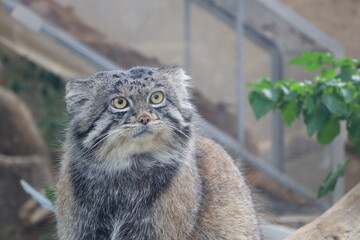 飼育された1匹のマヌルネコのアップ