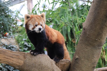 1匹のレッサーパンダのアップ