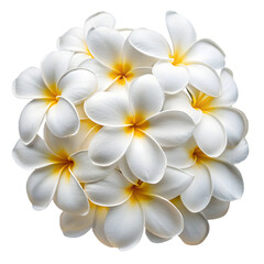 A close-up image of a cluster of white plumeria flowers with yellow centers, set against a transparent background.
