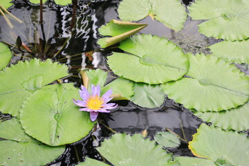水面に浮かぶ紫色のスイレンの花