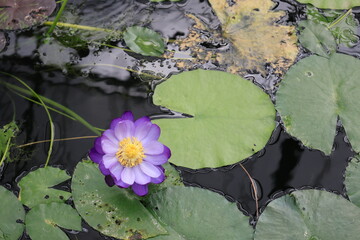 水面に浮かぶ紫色のスイレンの花