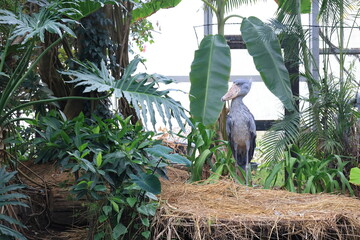 1羽の灰色の鳥のハシビロコウ