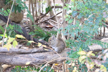 飼育された1匹のリスのアップ