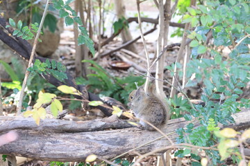 飼育された1匹のリスのアップ